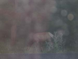 Elk